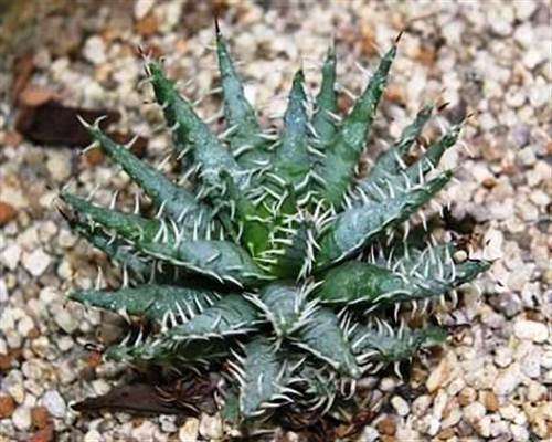 Aloe Melanacantha - 10 Seeds - Indigenous South African Succulent - Stunning
