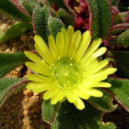 Cleretum Papulosum - 10 Seeds - Indigenous South African Succulent - International Shipping