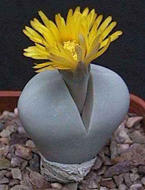 Dinteranthus Inexpectatus - 10 Seeds - Indigenous South African Succulent - International Shipping