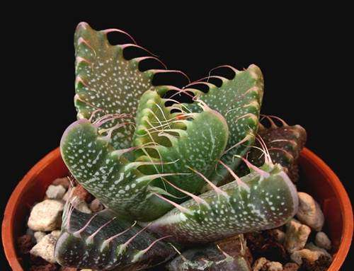 Faucaria Tigrina - 10 Seeds - Indigenous Tigers Jaw Succulent - International Shipping