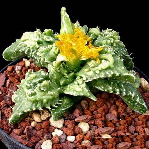 Faucaria Tuberculosa - 10 Seeds - Indigenous Tigers Jaw Succulent - Global Shipping