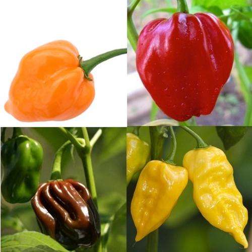 Ultimate Habanero Pack - Lemon, Chocolate, Red & Orange Habanero Chilli Seeds - Package Deals