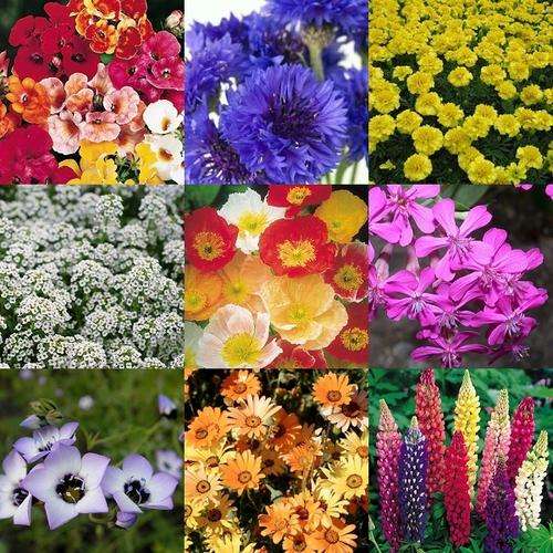 "Summer Time" Flower Seeds - 10 Seed Packs - Over 3 000 Seeds -  Summer Specials - PK1