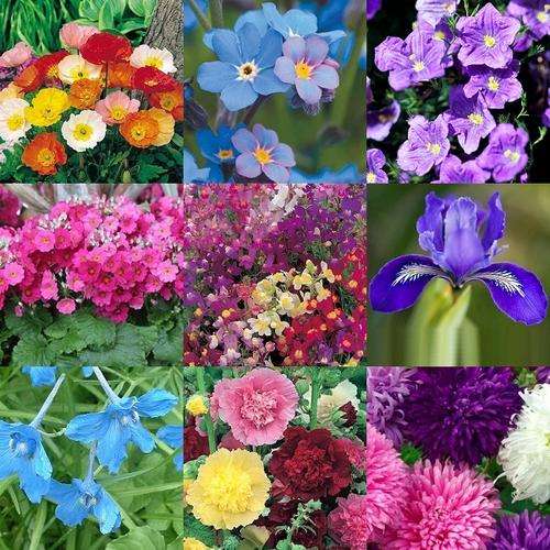 'Floral Explosion' Flower Seeds - 10 Seed Packs - Over 3 000 Seeds - Summer Specials - PK3