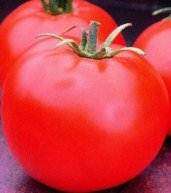 Heinz Tomato - Lycopersicon Esculentum -  Seeds - Vegetable