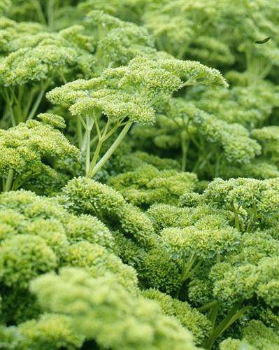 Curly Parsley - Petroselinum Crispum - 100 Seeds - Culinary Herb