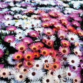 Mesembryanthemum Mixed Species - Vygies - Mesembryanthemum - 200 Seeds - Annual Flower