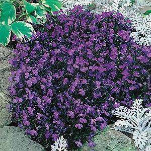 Lobelia Crystal palace - Lobelia Erinus -  Seeds - Annual Flower