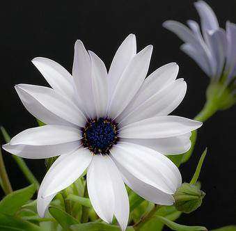 African Daisy Silverhills White - Dimorphotheca - 65 Seeds - Annual Flower