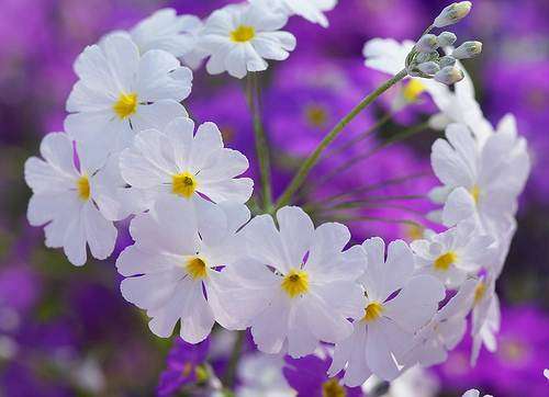 White Fairy Primrose - Primula Malacoides - 50 Seeds - Annual Flower