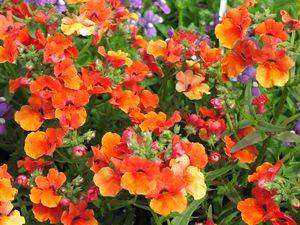 Nemesia Prince of Orange - Nemesia Fruticans - 50 Seeds - Annual Flower