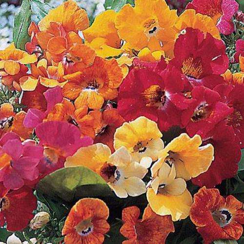 Nemesia Carnival Mix - Nemesia Strumosa nana Compacta - 75 Seeds - Annual Flower