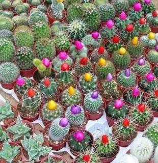 Mixed Cactus Species - Cactaceae - 50 Seeds - Succulent