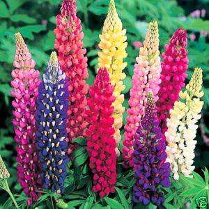 Lupin Giant King - Lupinus Perennis - 25 Seeds - Annual Flower