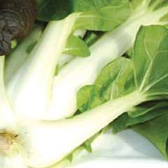 Pak Choi Thai White - Brassica Rapa Chinensis - 100 Seeds - Vegetable