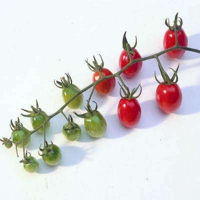 Roma Cherry Tomato - Lycopersicon Esculentum - 5 Seeds - Rare Vegetable