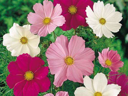 Comos Sensation - Cosmos Bippinatus -  Seeds - Annual Flower
