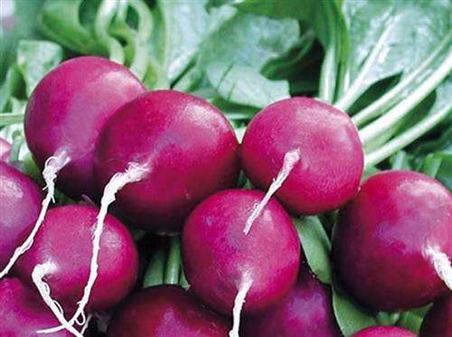 Purple Plum Radish - Raphanus Sativus -  Seeds - Unique Vegetable