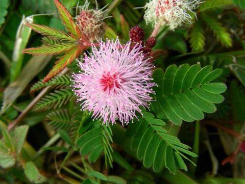 Mimosa Pudica Touch me Not Plant - Mimosa Pudica - 30 Seeds - Shrub