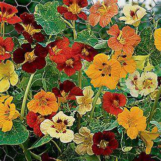 Nasturtium Jewel Choice - Tropaeloum Majus - 20 Seeds - Edible Annual Flower