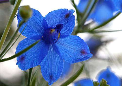 Delphinium Blue Butterfly - Delphinium Chinensis -  Seeds - Annual Flower