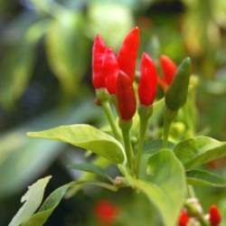 Facing Heaven Chilli Pepper - Capsicum Annuum v Conoides - 5 Seeds - Chinese Heirloom