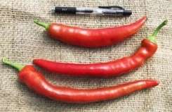 Inferno Chilli Pepper - Capsicum - 5 Seeds - Prolific