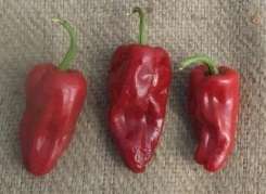 Spanish Fryer Chilli Pepper - Capsicum - 5 Seeds - Spanish
