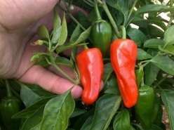 Tatashe Kano Chilli Pepper Seeds - Capsicum - Nigerian Chilli