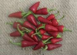 Biala Shipka Chilli Pepper - Capsicum - 5 Seeds - Bulgarian