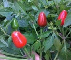 Mayan Love Chilli Pepper Seeds - Capsicum Baccatum - Guatemala