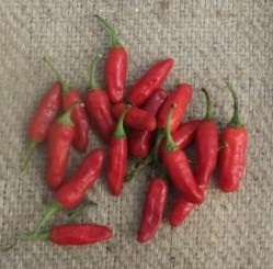 Trinidad Bush Chilli Pepper Seeds - Capsicum - Trinidad