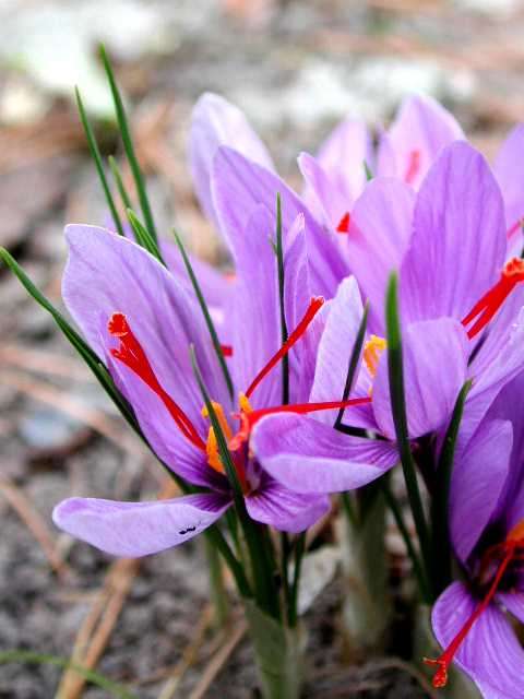 Saffron Flower Bulbs - 5 Bulbs - The Worlds Most Expensive Spice - FREE SHIPPING