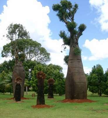 The amazing Bottle Tree - Brachychiton Rupestris - Bonsai Tree - 5 Seeds - Queensland Bottle Tree
