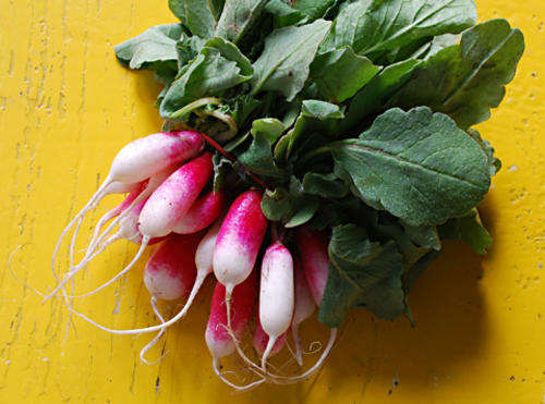 French Breakfast Radish - Raphanus Sativus - Vegetable - 100 Seeds - Free E Book's