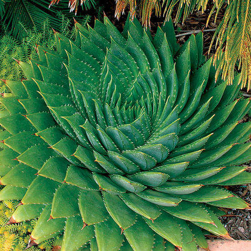Aloe Polyphylla - Indigenous - 5 Seeds - Succulents - RARE - Massive Cacti & Succulent Range