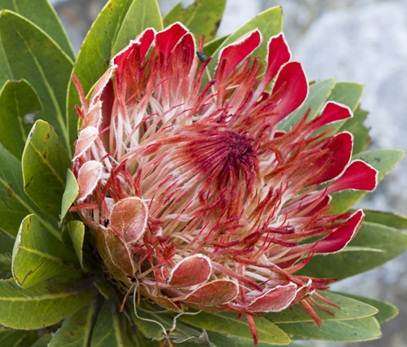 Protea Roupelliae - Silver Sugarbush - Indigenous Shrub / Tree - 10 Seeds