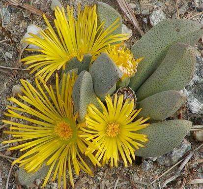Pleisopilos Compactus - Mesembs - Succulents - 10 Seeds