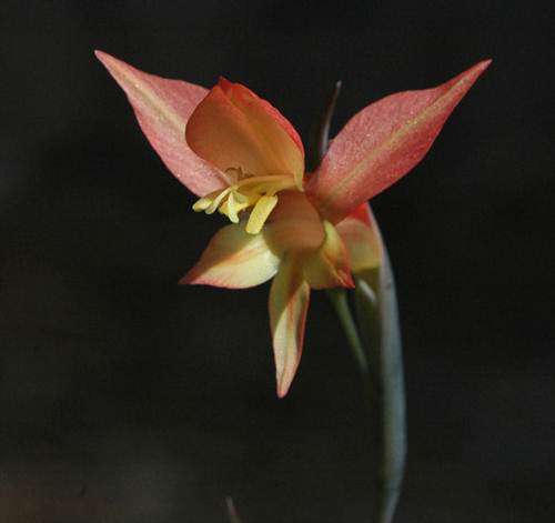 Gladiolus Quadrangularis - Sword Lily - Indigenous Bulb - 10 Seeds