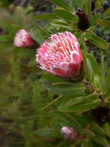 Protea Mundii Red - Forest Sugarbush - Indigenous Protea Shrub - 5 Seeds