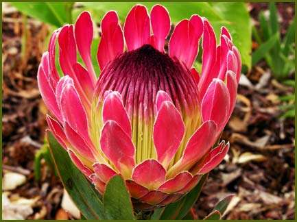 10 Seeds - Protea Eximia - Broad-leaf Sugarbush - Perennial - Duchess Protea