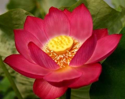 Nelumbo Nucifera - Red Lotus - Aquatic Plant Seeds - 5 Seeds - Sacred Lotus