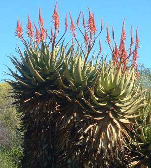 Aloe Khamiesensis - Khamiesberg Aloe - Indigenous Succulent - 10 Seeds