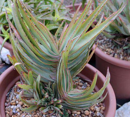 Aloe Lineata - African Aloe - Indigenous Succulent - 10 Seeds