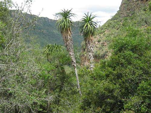 Aloe Pluridens - French Aloe - Indigenous Succulent Seeds