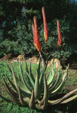 Aloe Reitzii - Reitz Aloe - Indigenous Succulent Seeds