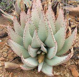 Aloe Claviflora - Kraal Aloe Seeds - Indigenous Succulent Seeds