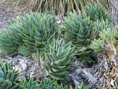 Aloe Distans - Jewel Aloe - Indigenous Succulent Seeds