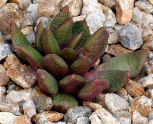 Anacampseros Lanceolata - Succulent - Indigenous Succulent Seeds