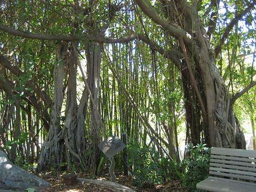 Ficus Thonningii - Common Wild Fig - Indigenous Fig Tree - 20 Seeds